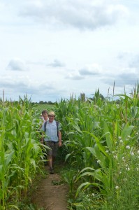 Maize jungle, East Mendips